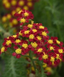 Achillea millefolium “Milly Rock Red”