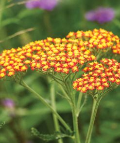 Achillea millefolium “Feuerland”