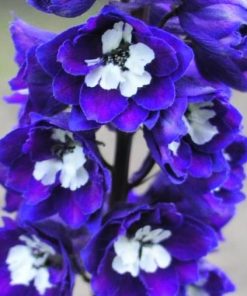 Delphinium “Magic Fountain Dark Blue/White Bee”