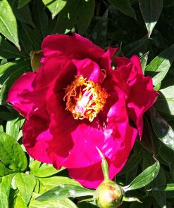 Paeonia Itoh “Scarlet Heaven”