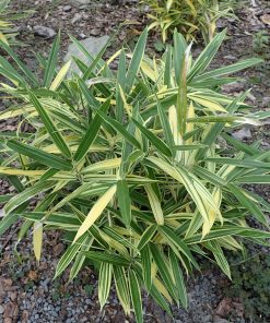 Sasaella masamuneana f. albostriata