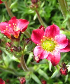 Saxifraga x arendsii “Purpurteppich”