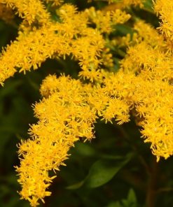 Solidago brachystachys “Robusta”